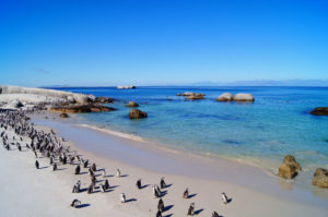 Kapstadt Tipps Ausflug nach Simons Town zu den Pinguinen am Boulders Beach