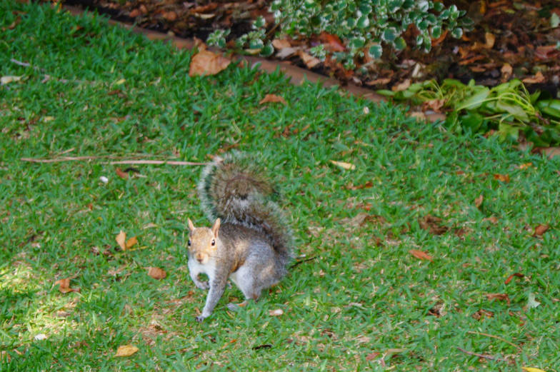 Kapstadt Tipps im Companys Garden gibt es ganz viele Grauhörnchen