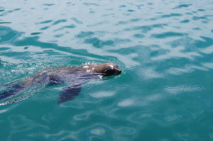 Kapstadt Tipps schwimmende Robben in Hout Bay Hafen