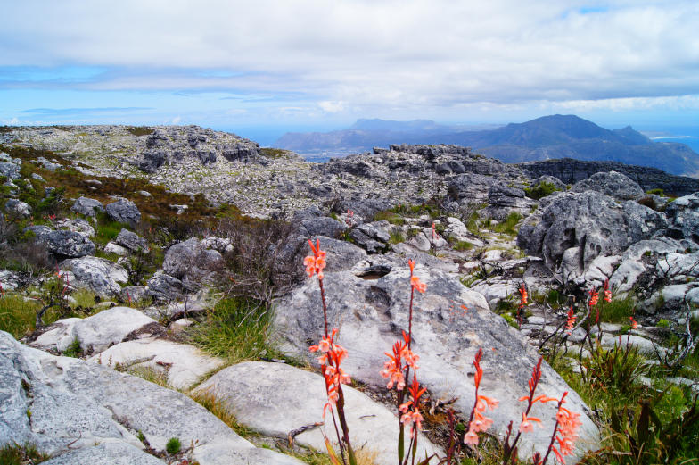 Kapstadt Tipps auf dem Tafelberg gibt es verschiedene Routen