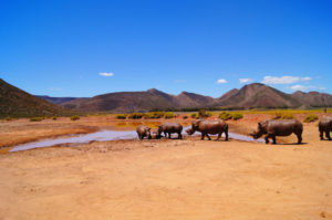 Kapstadt Tipps tolle Safari ab Kapstadt erleben