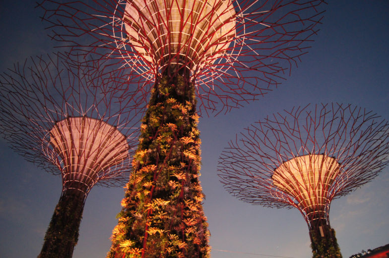 Supertrees im Garden by the Bay